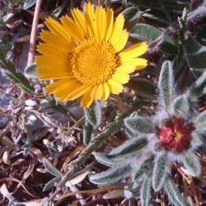 Photographie n°73955 du taxon Pallenis maritima (L.) Greuter [1997]