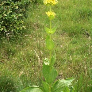 Photographie n°73960 du taxon Gentiana lutea L.