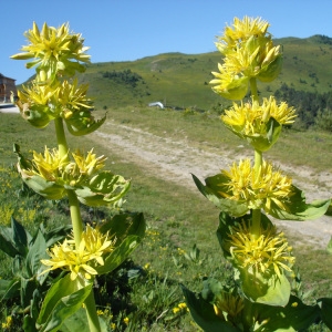 Photographie n°73965 du taxon Gentiana lutea L.