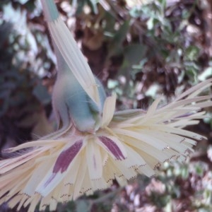 Photographie n°73976 du taxon Urospermum dalechampii (L.) Scop. ex F.W.Schmidt [1795]