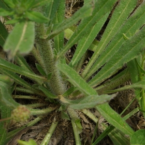 Photographie n°73993 du taxon Echium vulgare L. [1753]