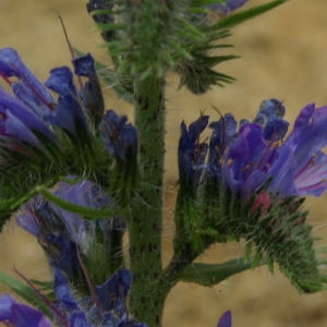 Photographie n°73994 du taxon Echium vulgare L. [1753]