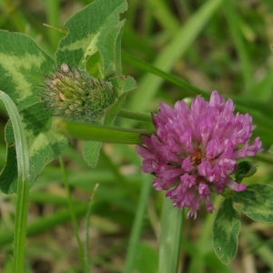 Photographie n°73995 du taxon Trifolium pratense L. [1753]