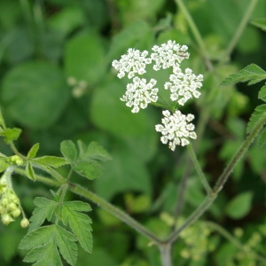 Polgidon temulum (L.) Raf. (Cerfeuil enivrant)