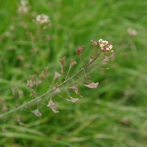 Photographie n°73999 du taxon Capsella bursa-pastoris subsp. rubella (Reut.) Hobk.