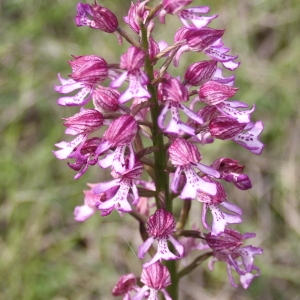 Orchis ×galeatofusca Godr. (Orchis hybride)