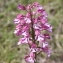  Gwenael GOUHIER - Orchis x hybrida Boenn. ex Rchb. [1830]
