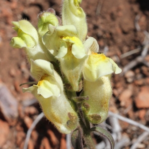 Photographie n°74023 du taxon Antirrhinum latifolium Mill. [1768]