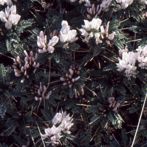 Astragalus tragacantha L. (Astragale adragant)