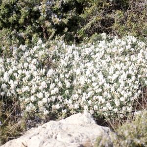 Photographie n°74035 du taxon Astragalus tragacantha L. [1753]