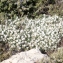  Liliane Roubaudi - Astragalus tragacantha L. [1753]