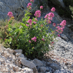 Photographie n°74045 du taxon Centranthus ruber (L.) DC. [1805]