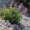  John De Vos - Centranthus ruber (L.) DC. [1805]