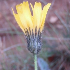  - Hieracium jaubertianum Timb.-Lagr. & Loret [1858]