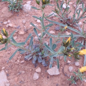 Photographie n°74052 du taxon Linum campanulatum L.