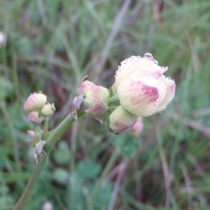 Photographie n°74057 du taxon Thalictrum tuberosum L. [1753]