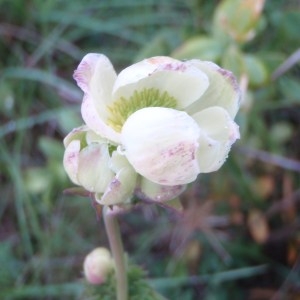 Photographie n°74058 du taxon Thalictrum tuberosum L. [1753]