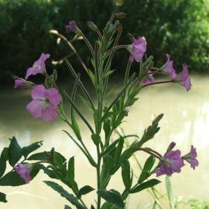 Photographie n°74092 du taxon Epilobium hirsutum L.