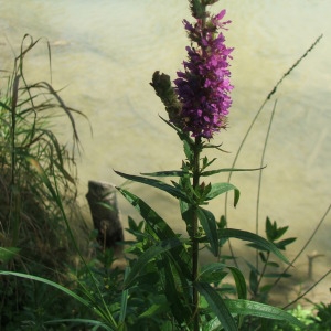 Photographie n°74094 du taxon Lythrum salicaria L.