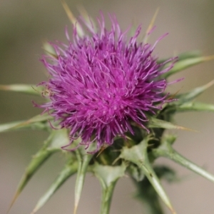 Photographie n°74096 du taxon Silybum marianum (L.) Gaertn. [1791]