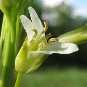 Photographie n°74103 du taxon Arabis glabra (L.) Bernh. [1800]