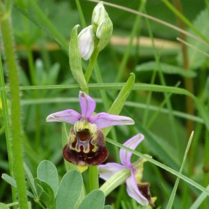 Photographie n°74112 du taxon Ophrys fuciflora (F.W.Schmidt) Moench [1802]