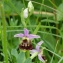  Rémy GENTNER - Ophrys fuciflora (F.W.Schmidt) Moench [1802]