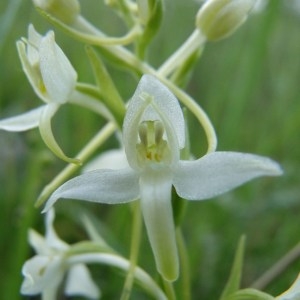 Photographie n°74123 du taxon Platanthera bifolia (L.) Rich. [1817]