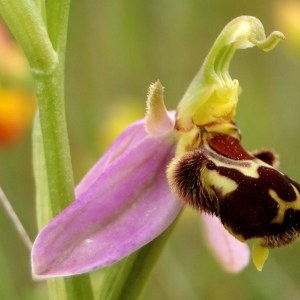 Photographie n°74129 du taxon Ophrys apifera Huds. [1762]