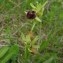  Cédric ROUSSEAU - Ophrys aranifera Huds. [1778]