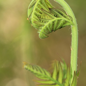 Struthiopteris regalis (L.) Bernh. (Fougère royale)