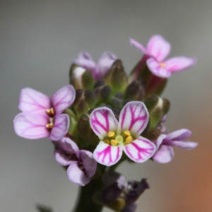 Aethionema saxatile (L.) R.Br. (Aéthionéma des rochers)