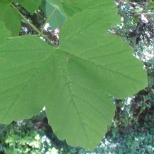 Photographie n°74159 du taxon Acer pseudoplatanus L. [1753]