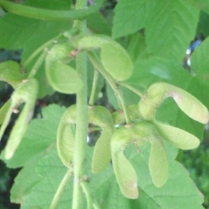 Photographie n°74160 du taxon Acer pseudoplatanus L. [1753]