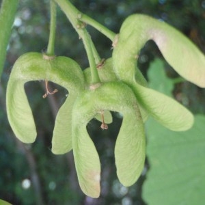 Photographie n°74161 du taxon Acer pseudoplatanus L. [1753]