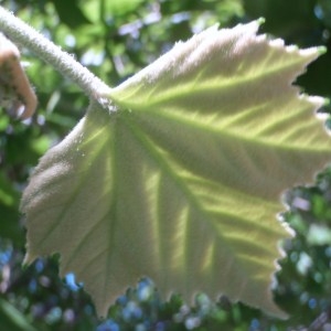 Photographie n°74164 du taxon Platanus pyramidalis A.Henry