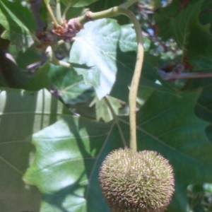 Photographie n°74166 du taxon Platanus pyramidalis A.Henry