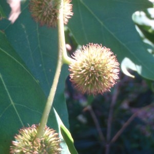 Photographie n°74171 du taxon Platanus orientalis L. [1753]