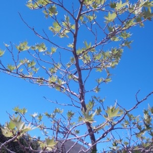 Photographie n°74173 du taxon Platanus orientalis L. [1753]