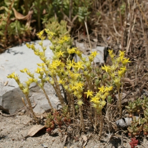 Photographie n°74174 du taxon Sedum acre L.