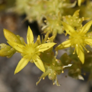 Photographie n°74176 du taxon Sedum acre L.