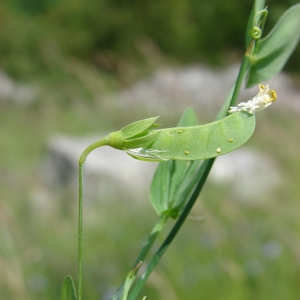 Photographie n°74199 du taxon Lathyrus aphaca L. [1753]