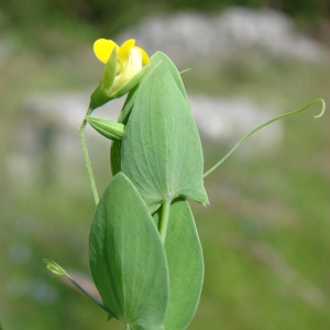 Photographie n°74200 du taxon Lathyrus aphaca L. [1753]