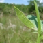  Paul Fabre - Vicia serratifolia Jacq. [1778]