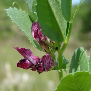 Photographie n°74214 du taxon Vicia serratifolia Jacq. [1778]