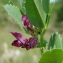  Paul Fabre - Vicia serratifolia Jacq. [1778]