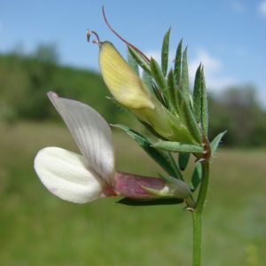 Photographie n°74217 du taxon Vicia lutea L. [1753]