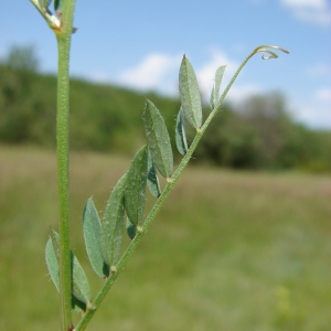 Photographie n°74218 du taxon Vicia lutea L. [1753]