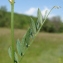  Paul Fabre - Vicia lutea L. [1753]