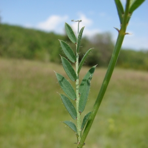 Photographie n°74219 du taxon Vicia lutea L. [1753]